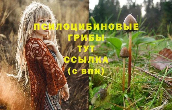 шишки Абаза
