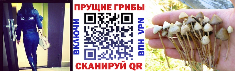 Галлюциногенные грибы Psilocybine cubensis Калачинск